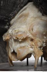 Photo Textures of Mouflon Skull 